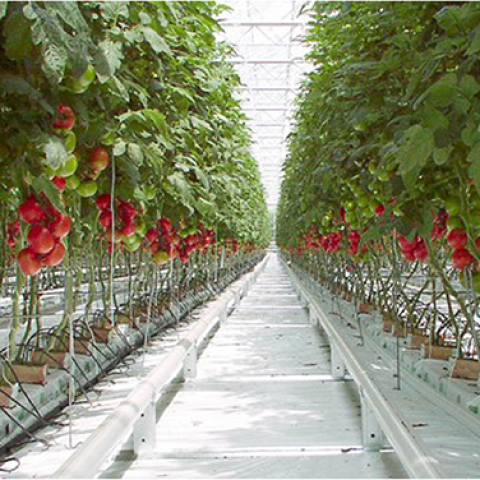 Pest and Disease Management Strategies for Greenhouse Farmers