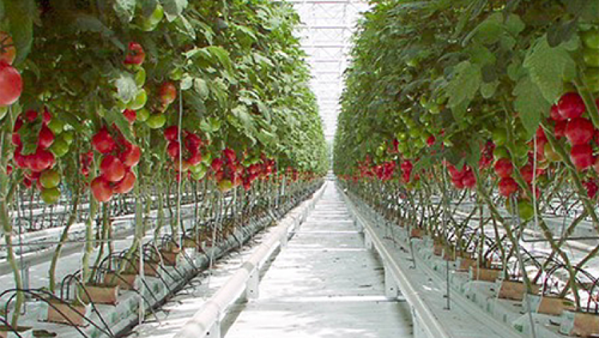 Pest and Disease Management Strategies for Greenhouse Farmers