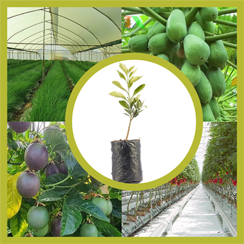 How to Prevent and Fix Poor Plant Growth in Greenhouses