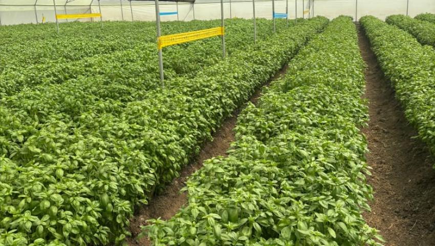 Agri-Processing & Value Chain Development