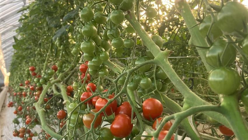 Agri-Processing & Value Chain Development